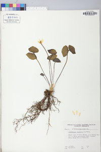 Jeffersonia diphylla image