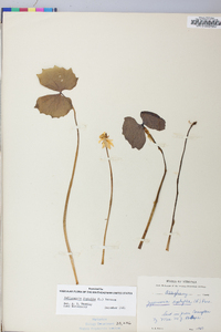 Jeffersonia diphylla image