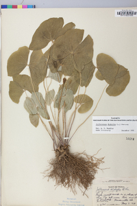 Jeffersonia diphylla image