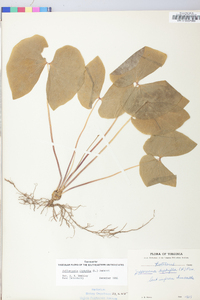 Jeffersonia diphylla image