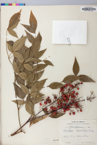 Nandina domestica image