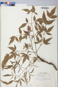 Nandina domestica image