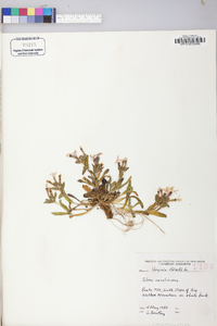 Silene caroliniana subsp. pensylvanica image