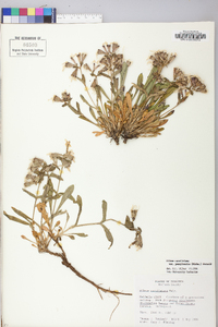 Silene caroliniana subsp. pensylvanica image