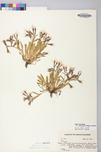 Silene caroliniana subsp. pensylvanica image