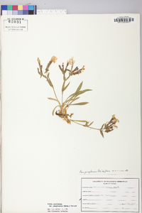 Silene caroliniana subsp. pensylvanica image