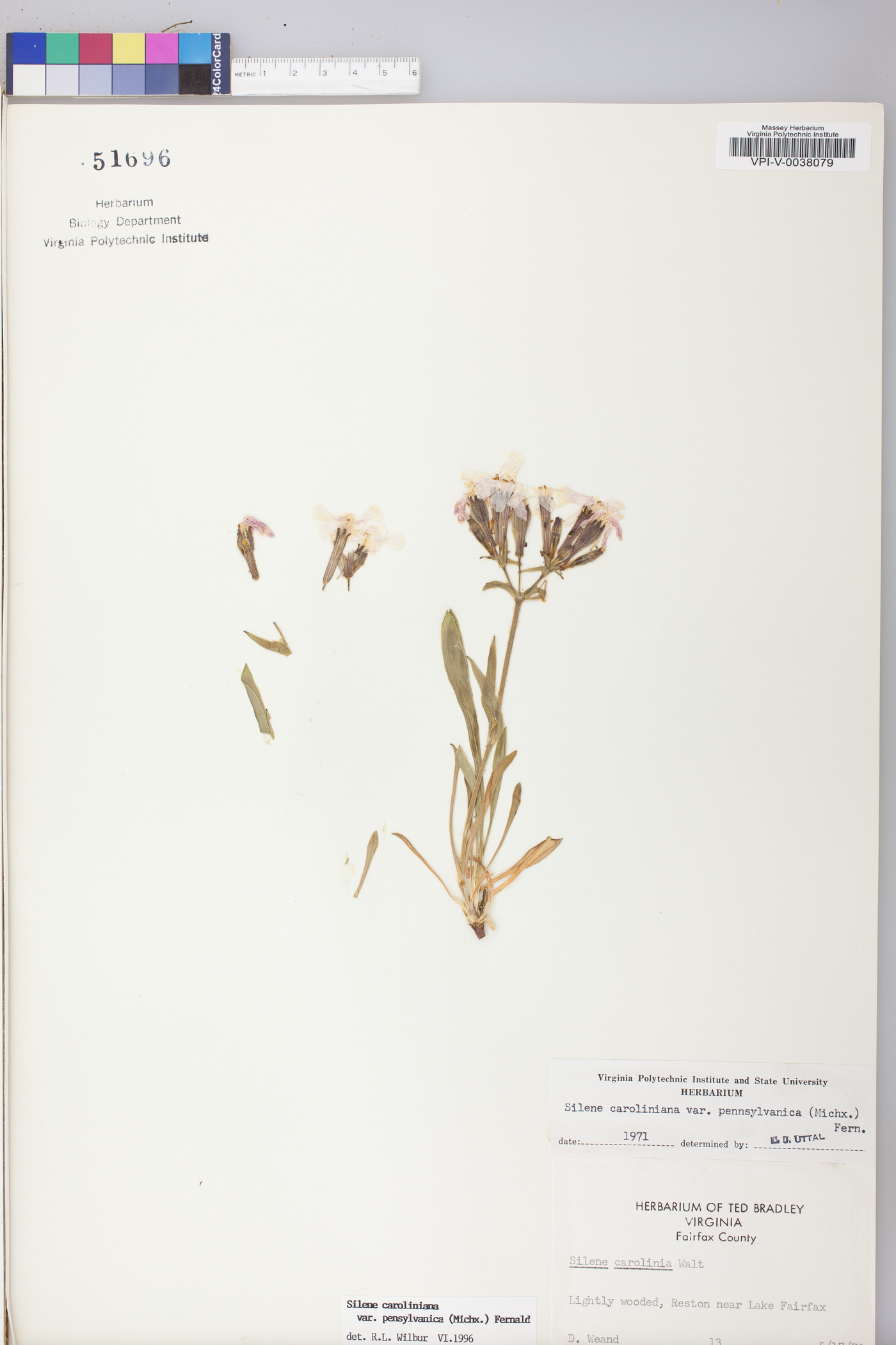 Silene caroliniana subsp. pensylvanica image