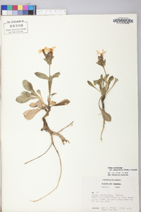 Silene caroliniana subsp. pensylvanica image