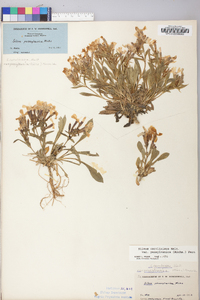 Silene caroliniana subsp. pensylvanica image