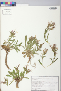 Silene caroliniana subsp. pensylvanica image