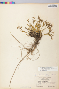 Silene caroliniana subsp. pensylvanica image