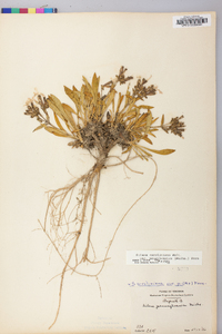 Silene caroliniana subsp. pensylvanica image