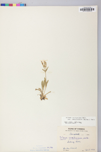 Silene caroliniana subsp. pensylvanica image