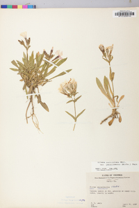 Silene caroliniana image