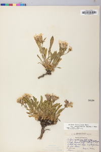 Silene caroliniana subsp. pensylvanica image