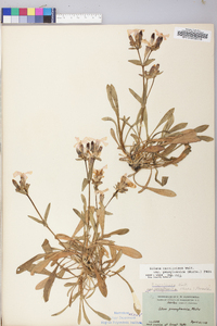 Silene caroliniana image