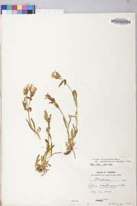 Silene caroliniana image