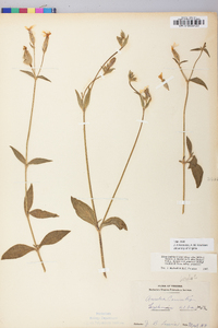 Silene latifolia image