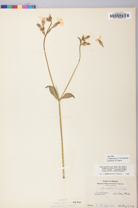 Silene latifolia image