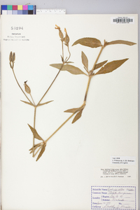 Silene latifolia image