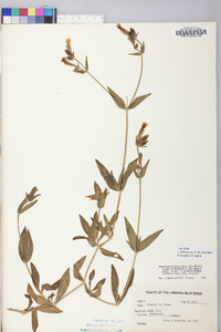 Silene latifolia image