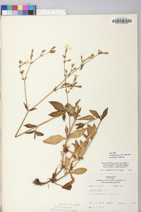 Silene latifolia image