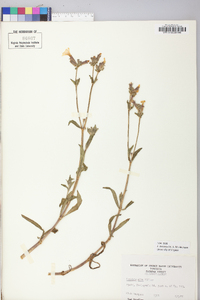 Silene latifolia image