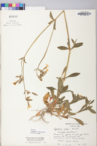 Silene latifolia image