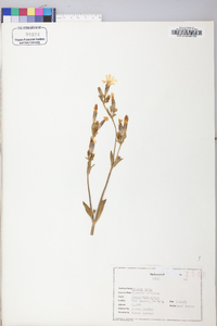 Silene latifolia image