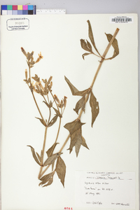 Silene latifolia image