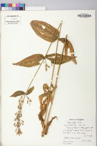 Silene ovata image