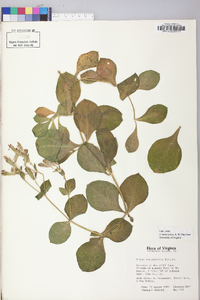 Silene rotundifolia image