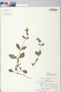 Silene rotundifolia image