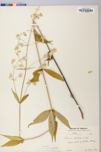 Silene stellata image