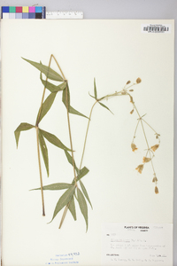 Silene stellata image