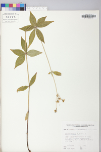 Silene stellata image