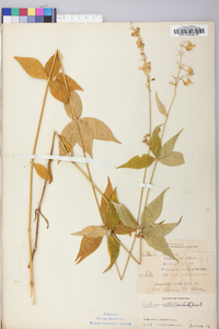 Silene stellata image