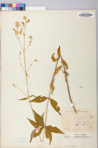 Silene stellata image