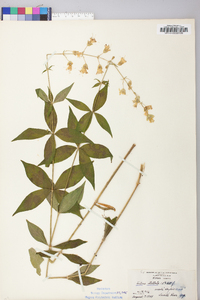 Silene stellata image