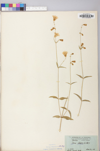 Silene stellata image