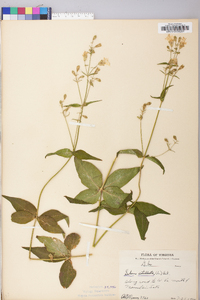 Silene stellata image