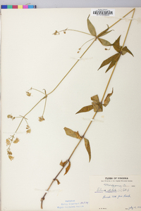 Silene stellata image