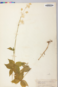 Silene stellata image