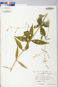 Silene stellata image