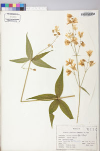 Silene stellata image