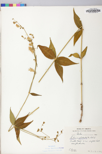 Silene stellata image