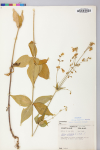 Silene stellata image