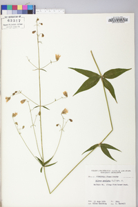 Silene stellata image