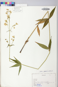 Silene stellata image