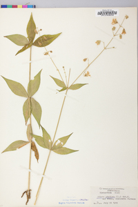 Silene stellata image